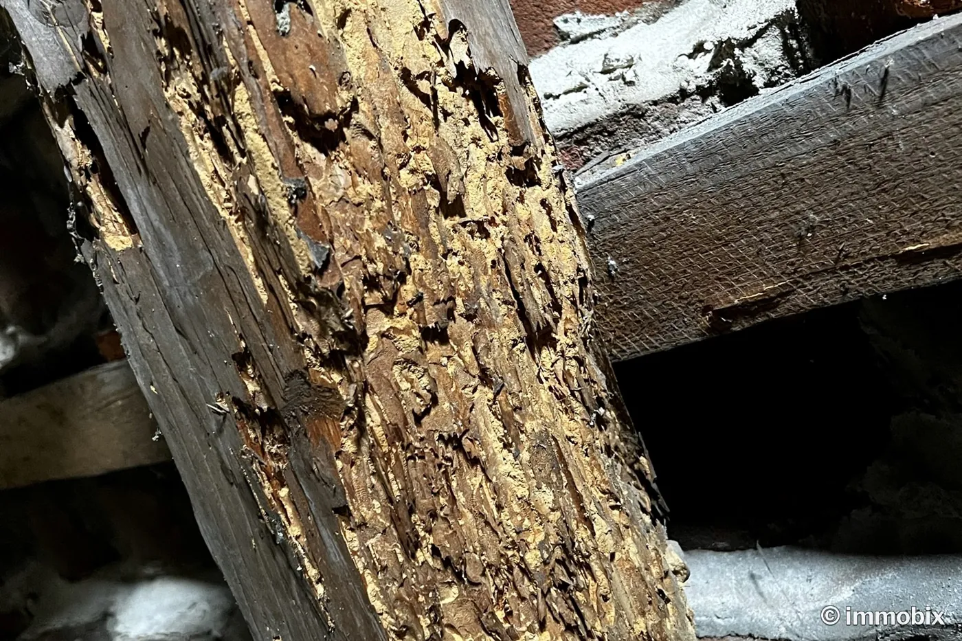 Holzschädling – durch holzzerstörenden Pilz stark geschädigter Holzbalken, Sachverständiger Hannover