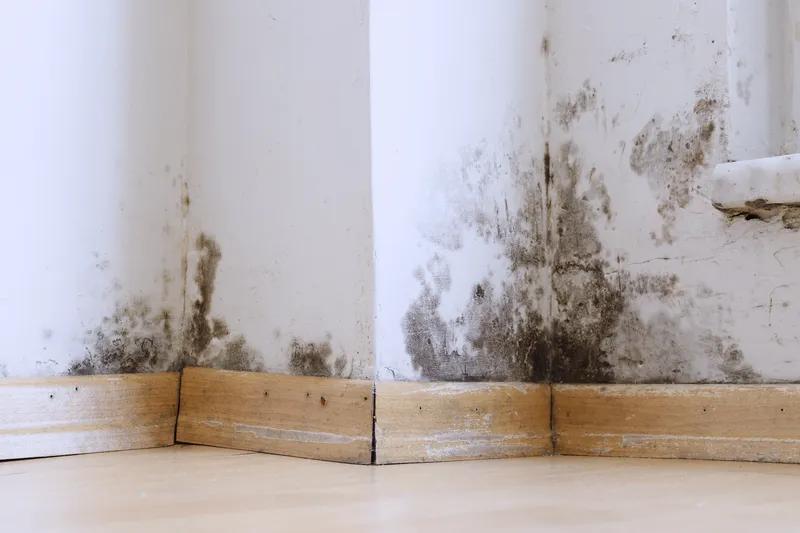 Schimmelpilz Niedersachsen immobix