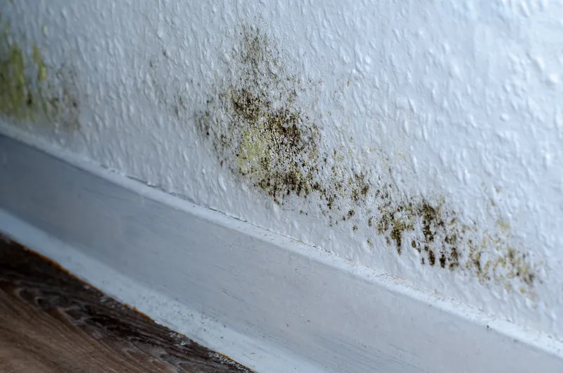 Schimmelpilzbekämpfung Hannover immobix