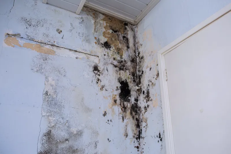 Schimmelpilzschaden beseitigen Niedersachsen