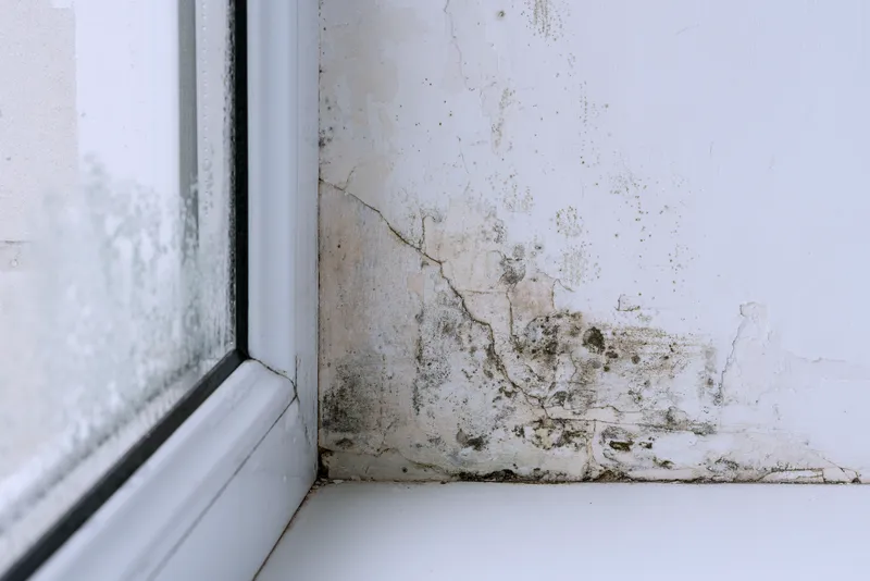 Schimmelpilzschaden Hannover